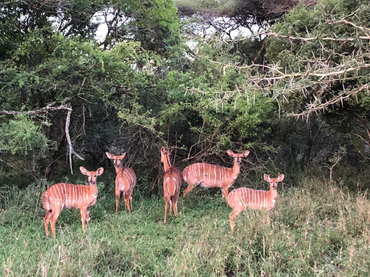 Msunduze River Lodge Mkuze Esterno foto